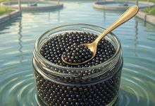 Нейтральная иллюстрация: аквакультурная чёрная икра